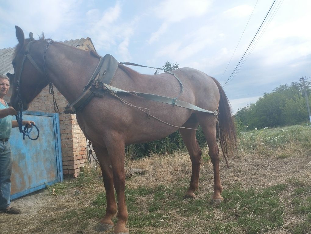 Продам молоду кобилу