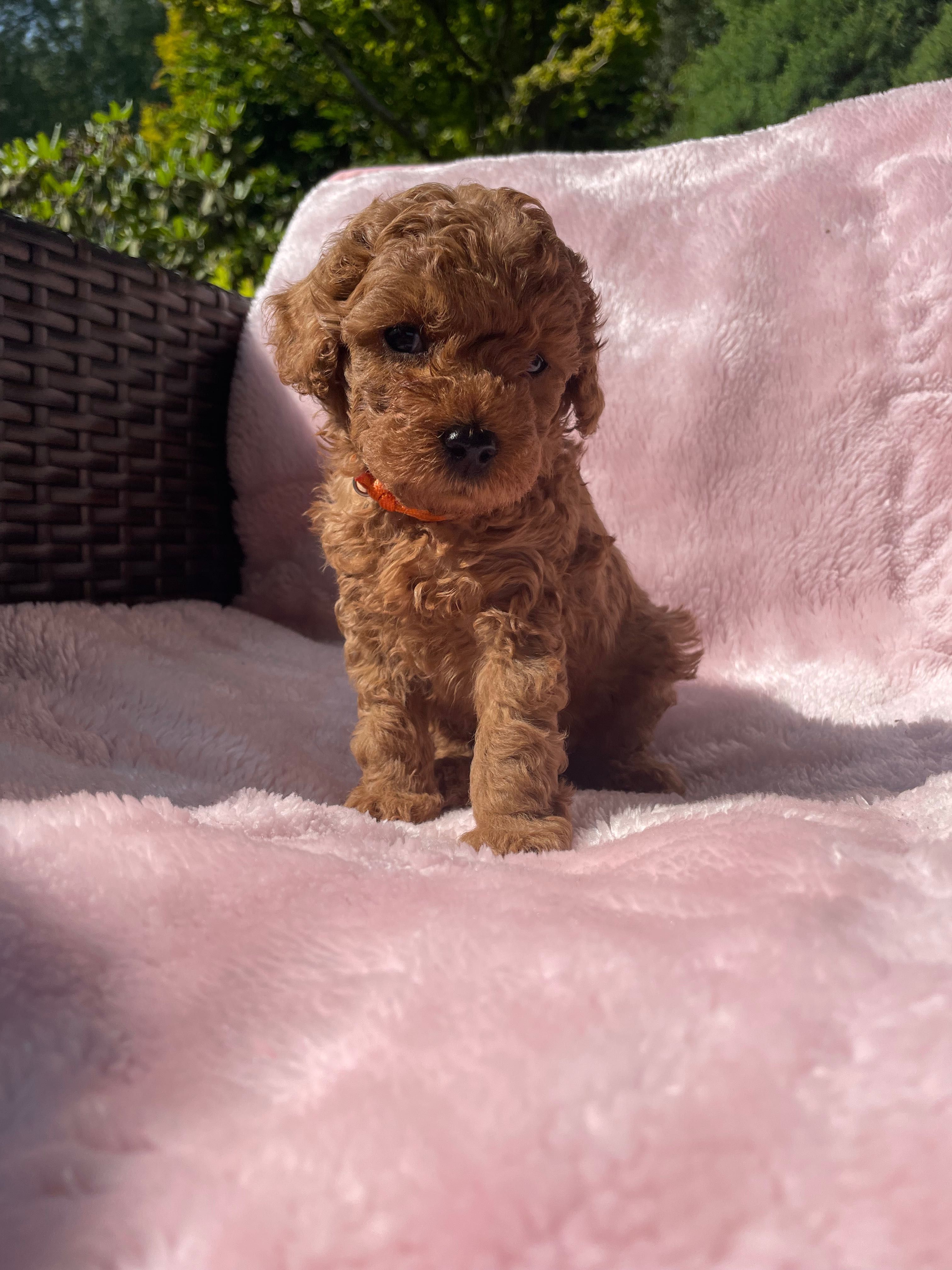 Pudel miniaturowy red