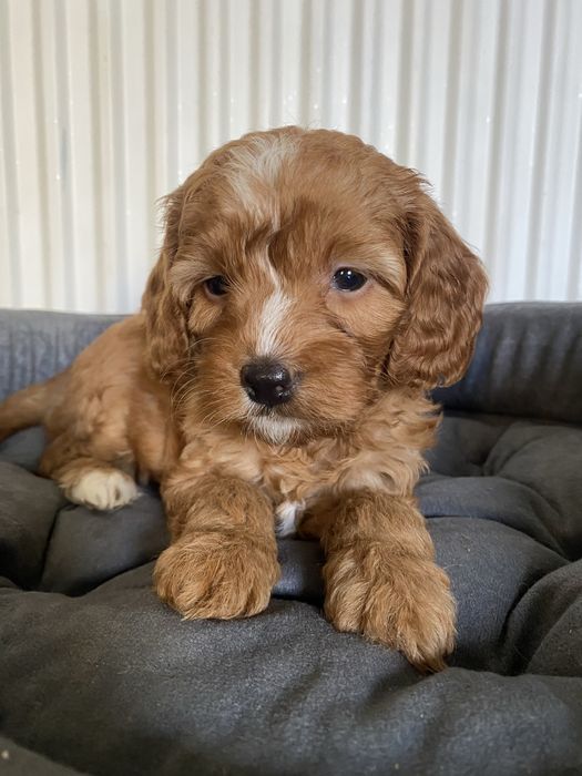 Zarezerwowana!!! Cavapoo F1B Asha Cavapoo&Pudel Miniaturowy