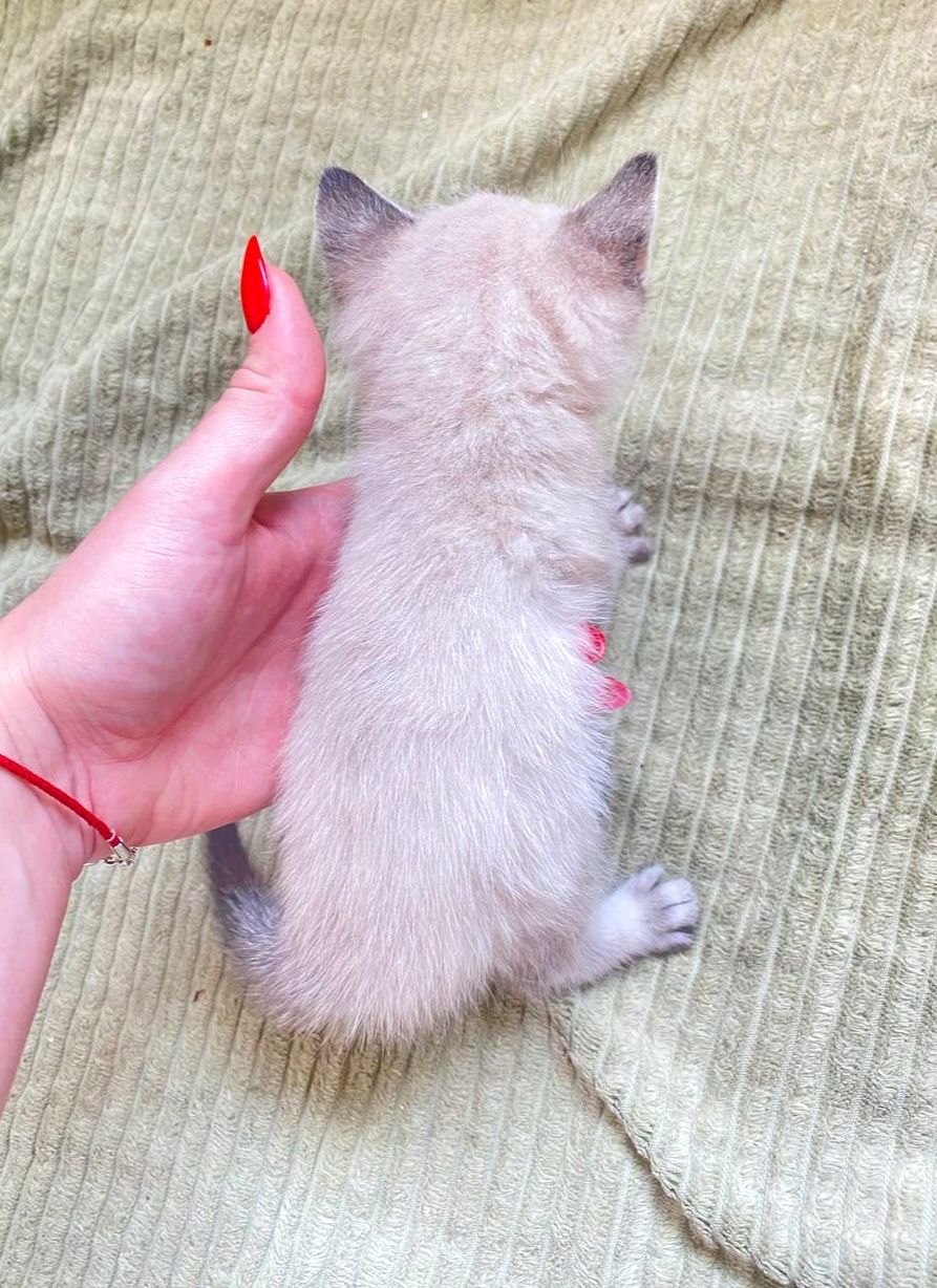 Отдам котёнка-девочку