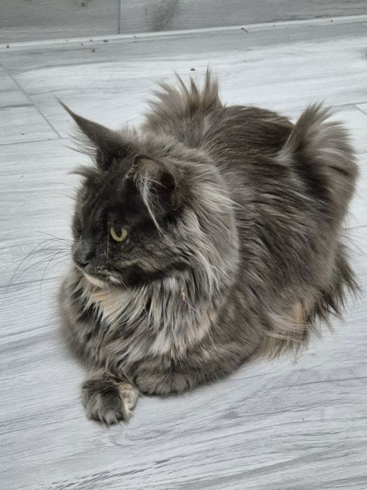 Kotka Maine coon po sterylizacji niebieski szylkret