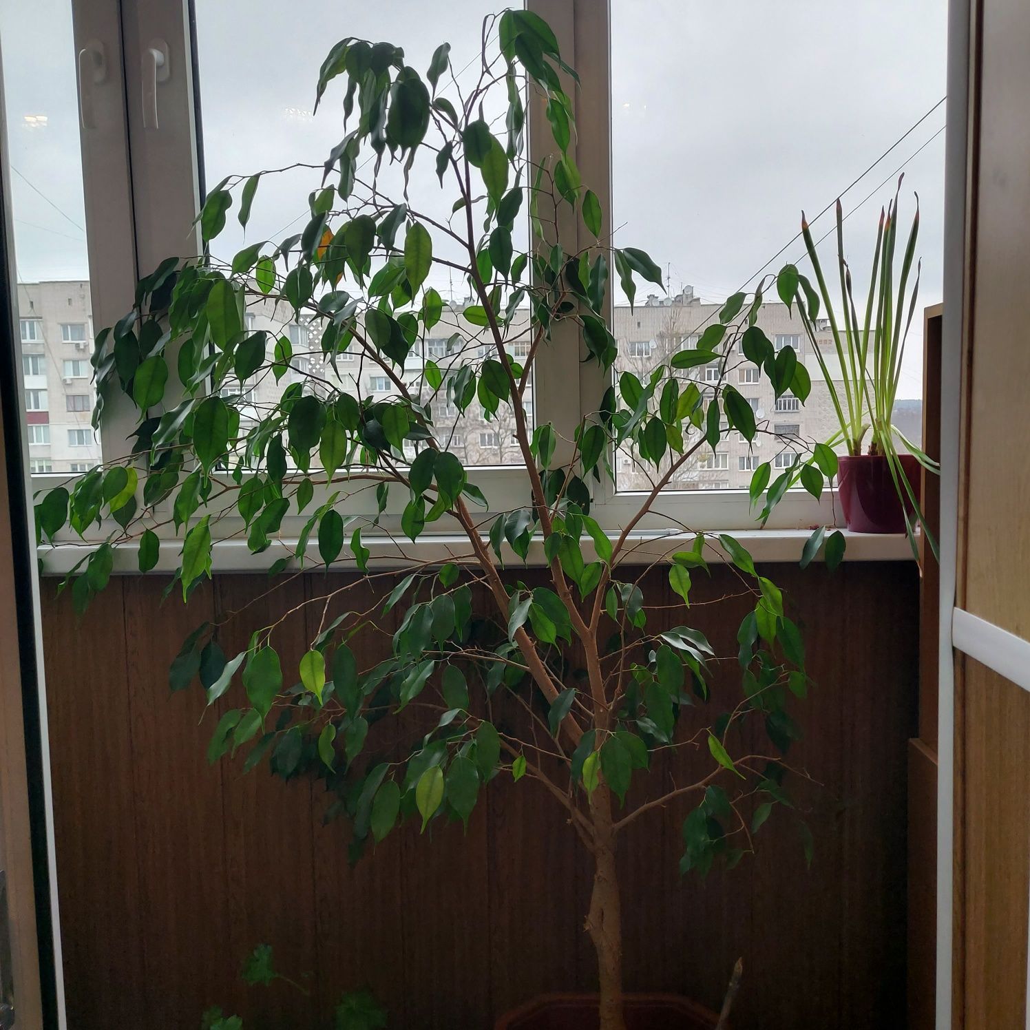 Фикус бенжамина взрослое растение