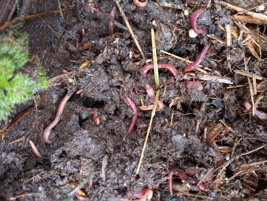 Dżdżownice na ryby