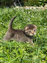 Чудове шотландське висловухе кошеня, дівчинка(Scottish fold, girl)