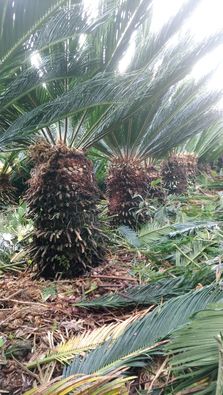 Cycas revolutia