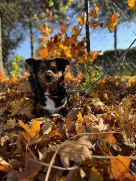 uroczy kundelek do adopcji