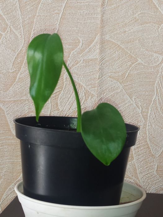 Фикус каучуконосный, бейлиз, бенджамина, рафидофора, сингониум