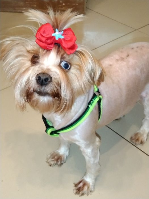 York goldust dorosła suczka