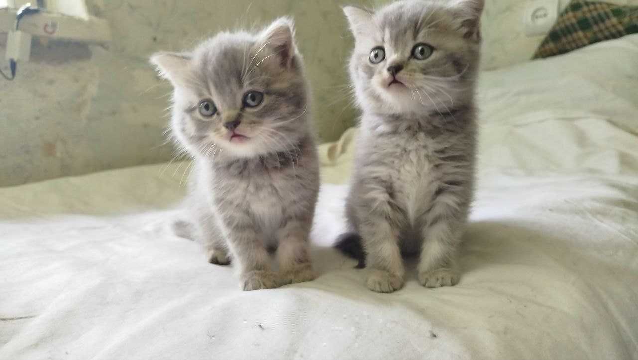 Шотландські кошенята