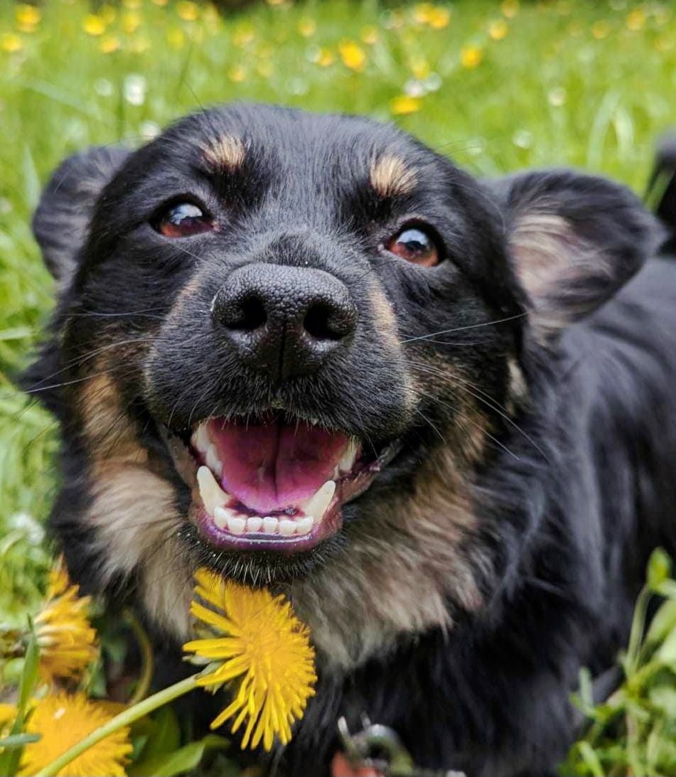 Piękny wesoły mały pies do adopcji Młody psiak szuka domu