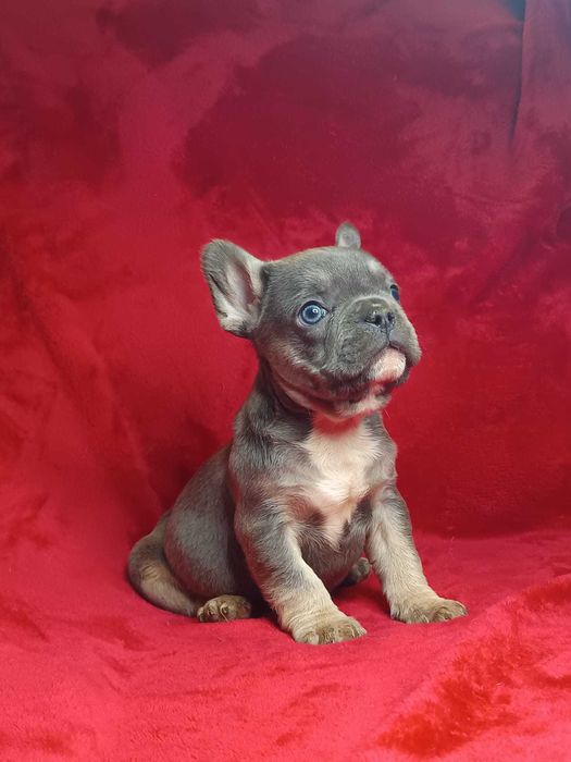 Bulldog francês macho cor Blue And Tan