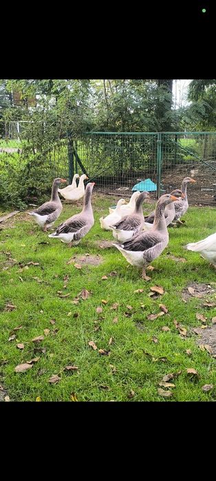 Sprzedam koguty, gęsi landes oraz indyczki