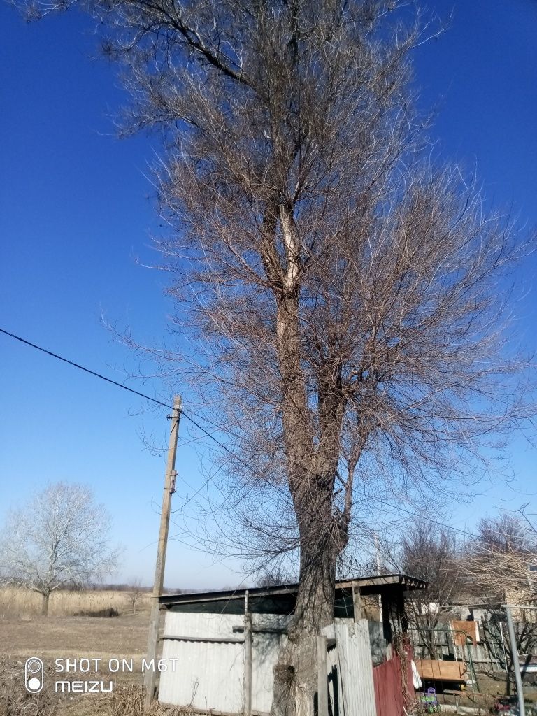 Дерево бересток под спил БЕСПЛАТНО