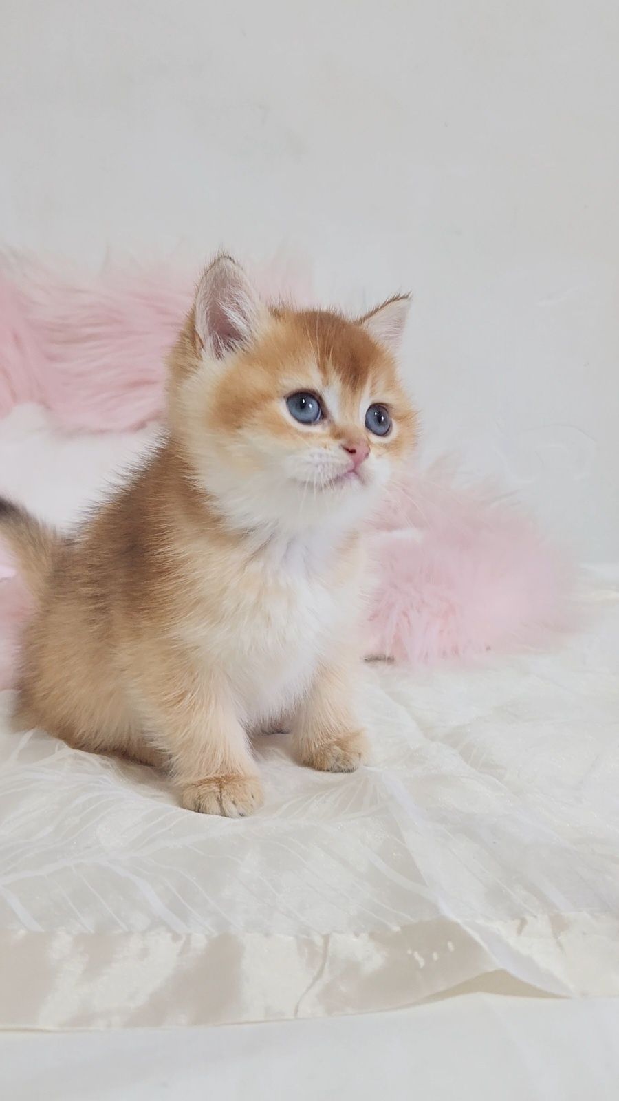 Шотландське кошеня Золота шиншила