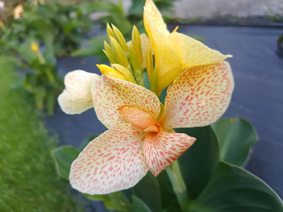 Unikatowa Kanna Canna żółta  Paciorecznik bulwa kłącze crbulkay
Pacior