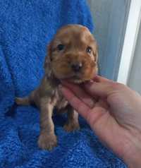 Cocker Spaniel Angielski Piesek