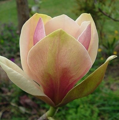 МАГНОЛІЯ Джені Дафні Сенсація Альба Вулкан Нігра Грандіфлора Суланжа