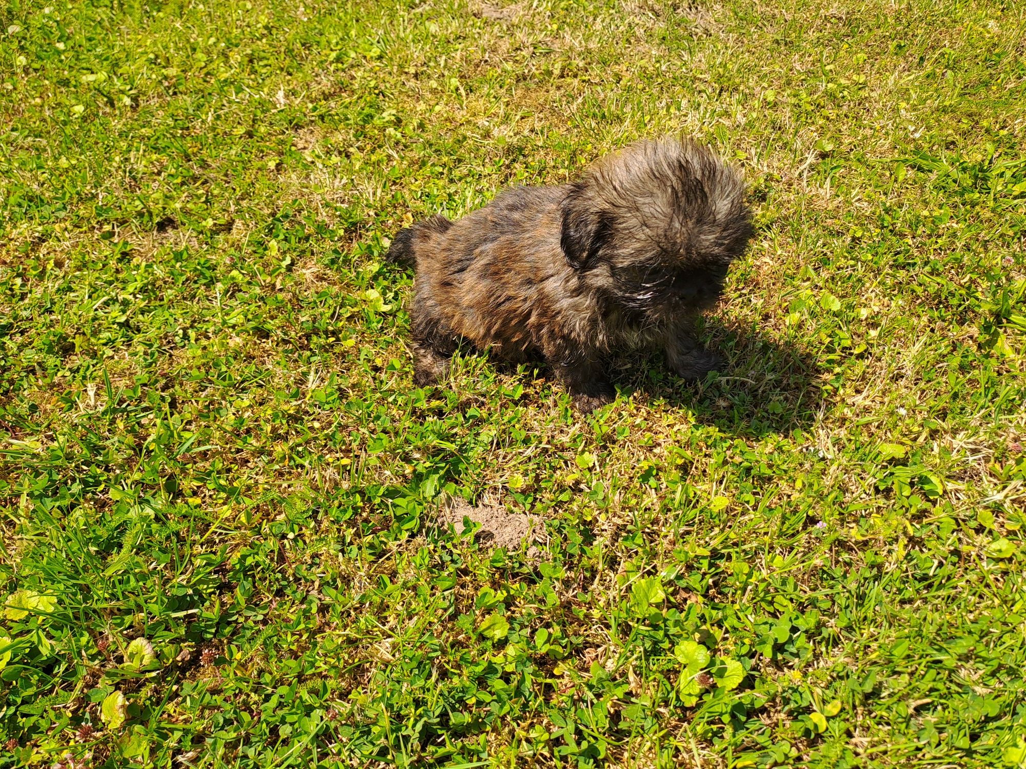 Shih-tzu piesek słodziak