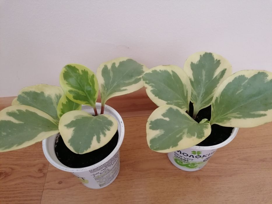 Кімнатні рослини