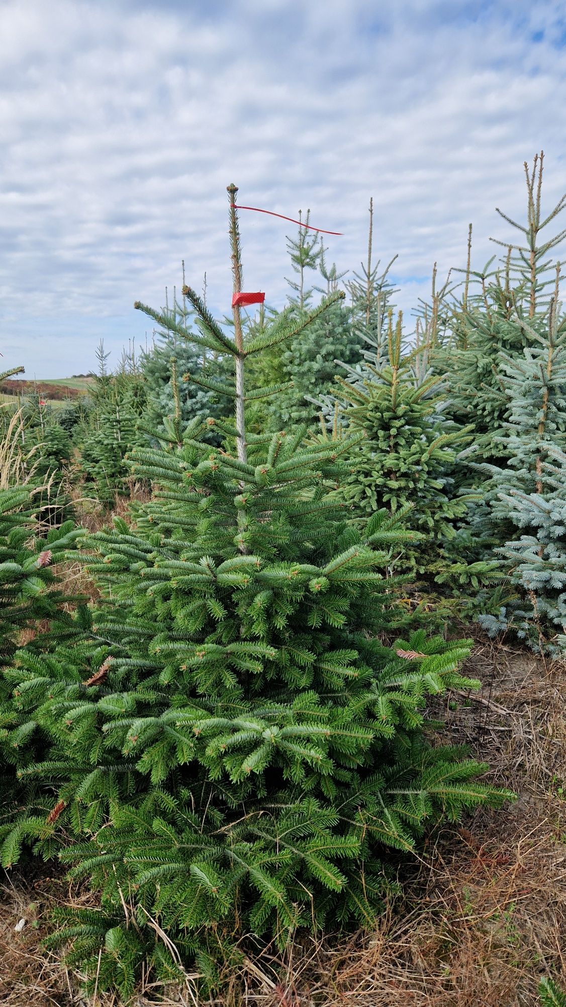 Jodla kaukaska 200-270cm 55 zl producent choinki
