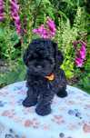 Shihpoo samiec shihtzu pudel toy cavapoo
