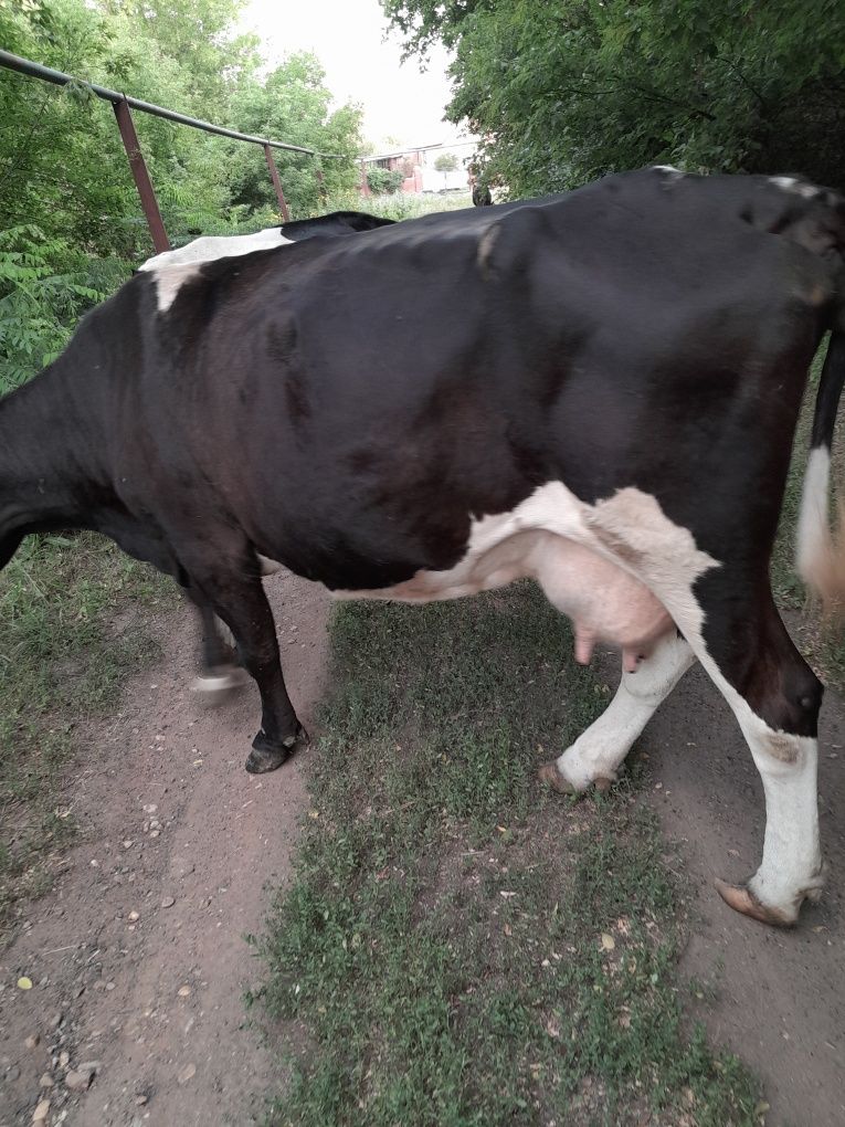 Продам дойных коров