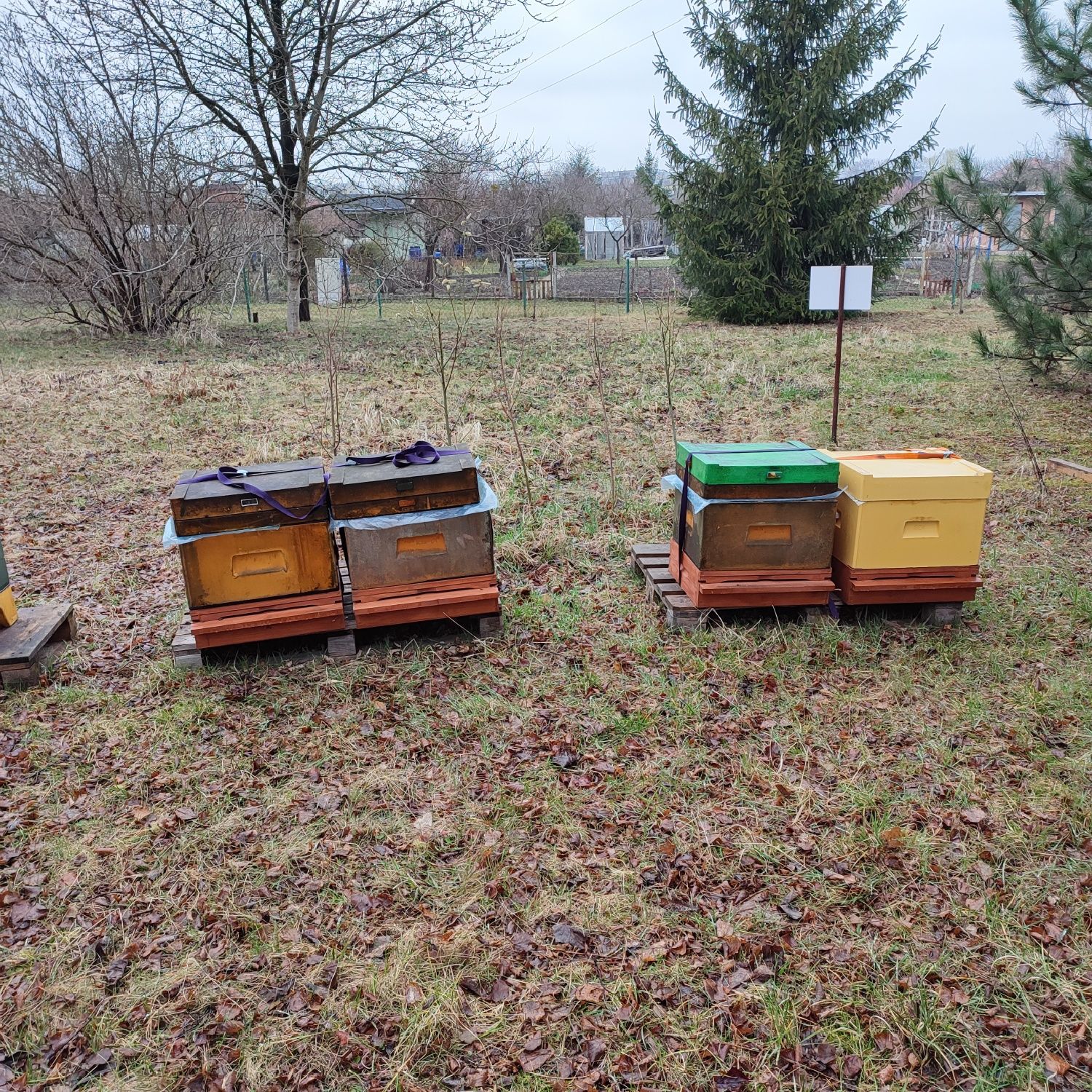 Ule pszczoły rodziny