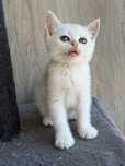 Femea british shorthair