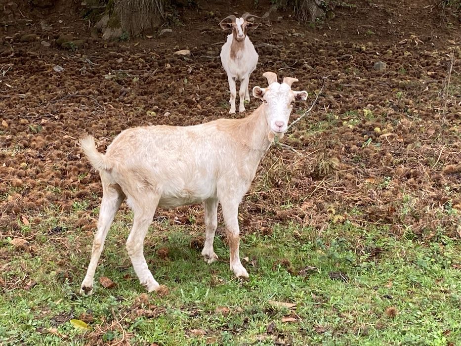 Cabras cheias. 3 anhos cruzados