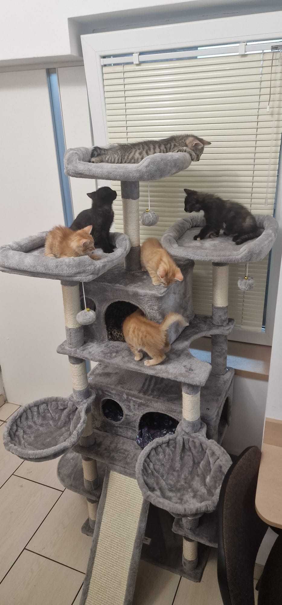 Kocięta do adopcji