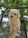 Maltipoo Bichpoo f1 piesek puszysty