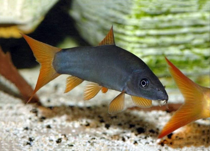 GB Bocja Szara, Niebieska, Modesta