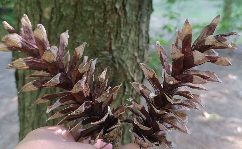 Sosny ozdobne wejmutki w donicy