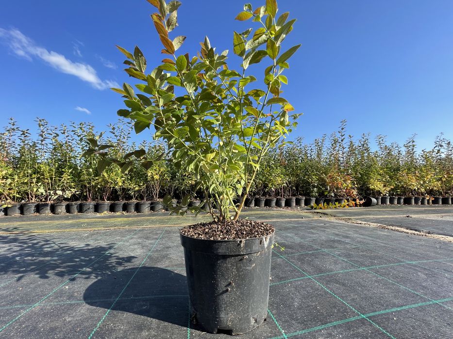 Sadzonki borówki wysokiej "amerykańskiej" w C4, CAC paszporty