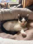 Mini koteczka do adopcji