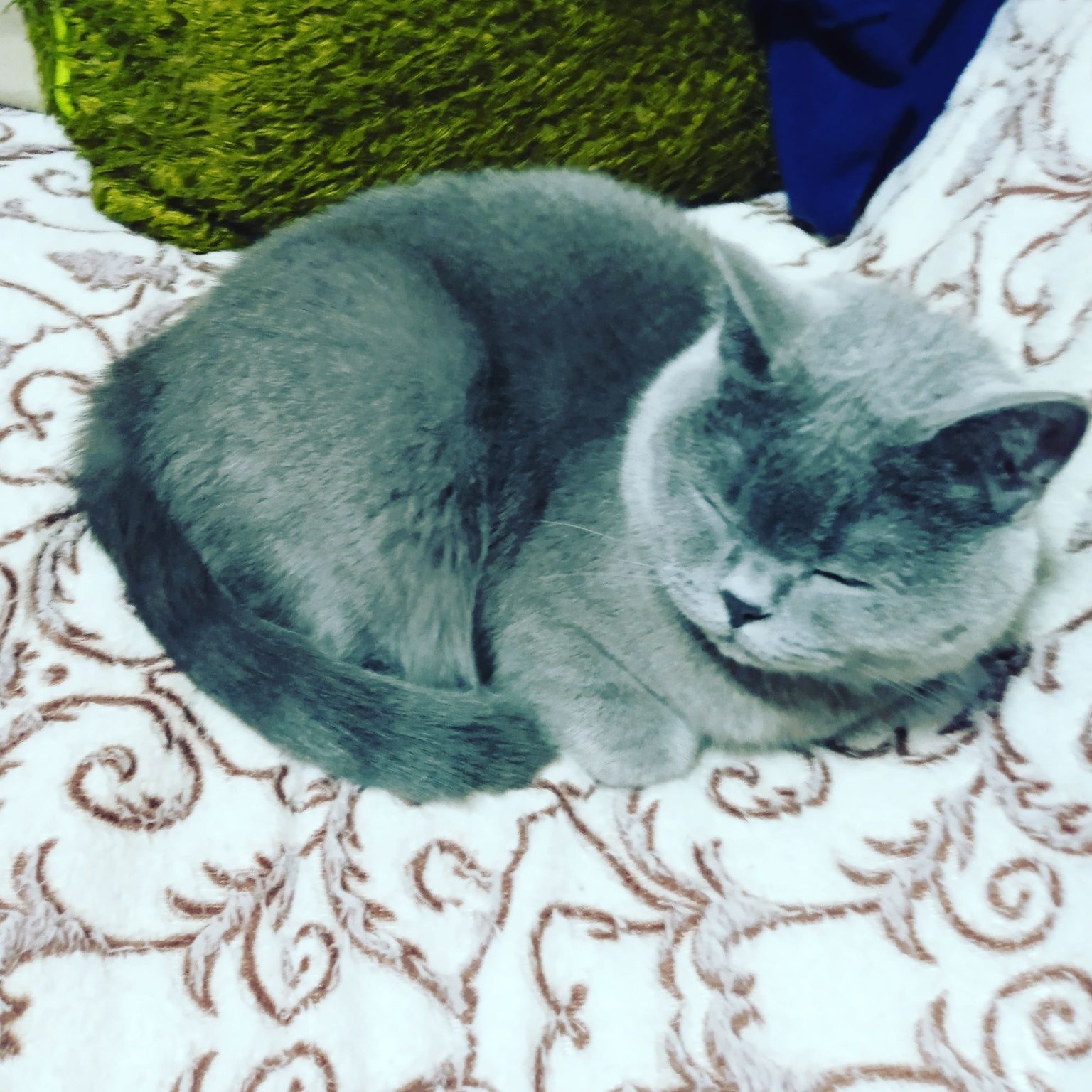 Вигул собак/догляд за котами