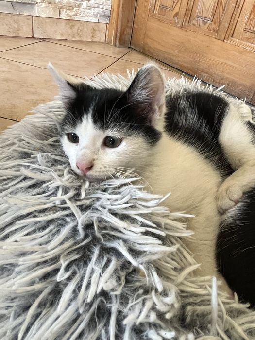 Oddam kotka w dobre ręce