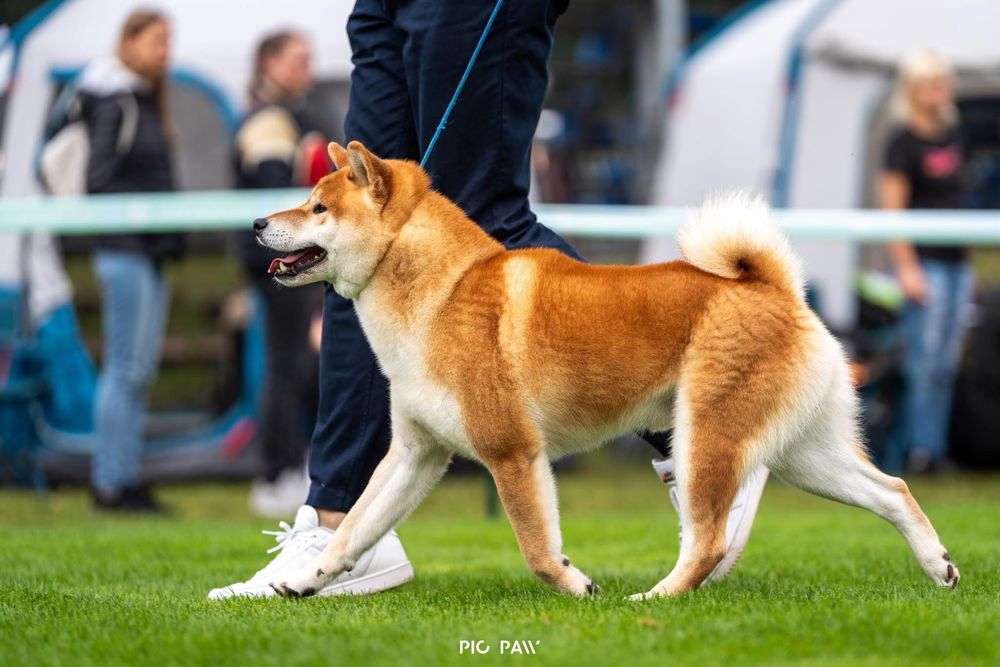 Plany hodowlane zima 2025 - shiba ZKwP rezerwacja