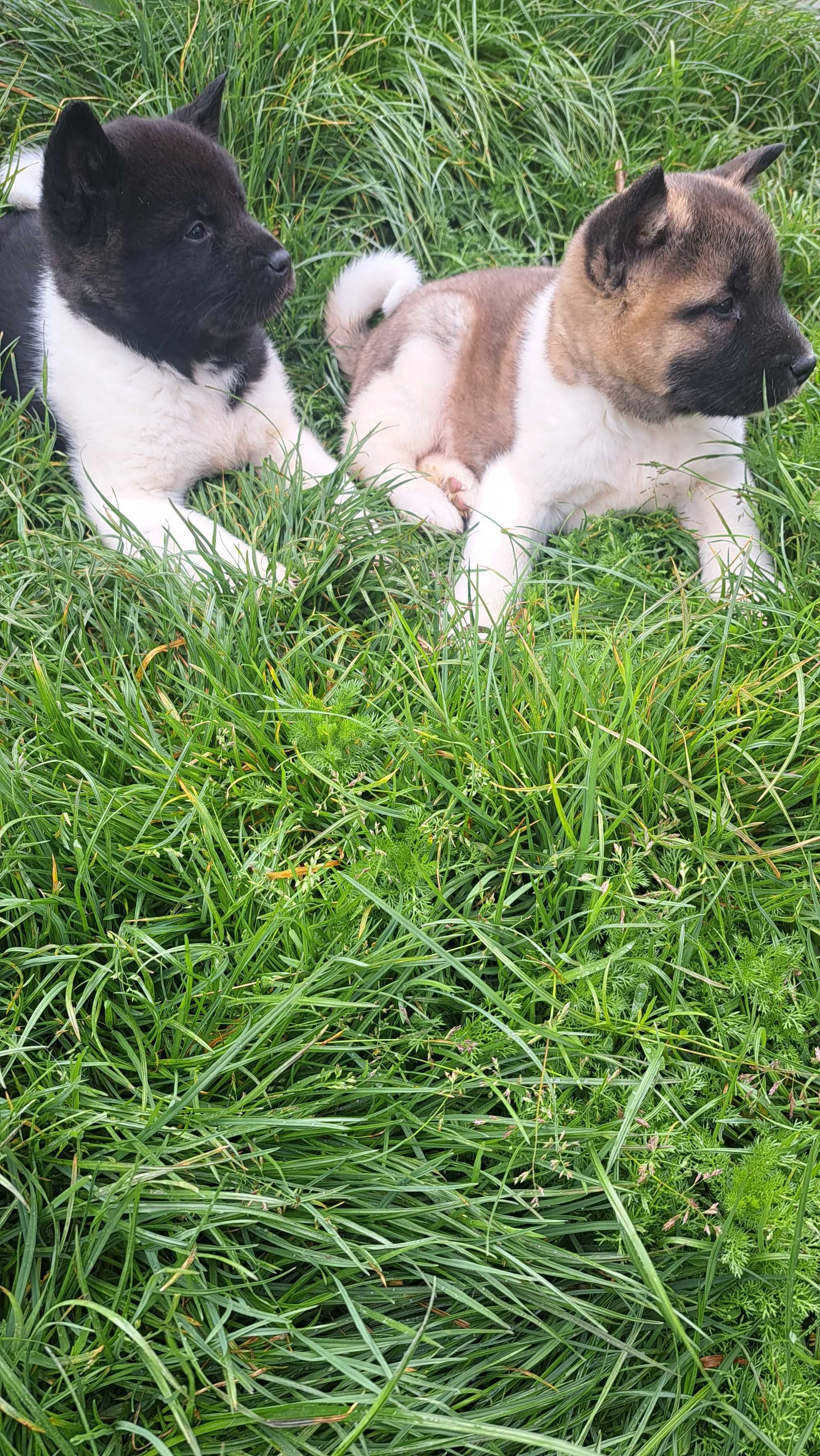 Akita amerykańska piekny piesek
