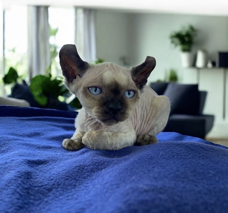 Дівчинка ельфійка