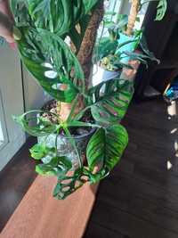 Monstera Monkey Mask