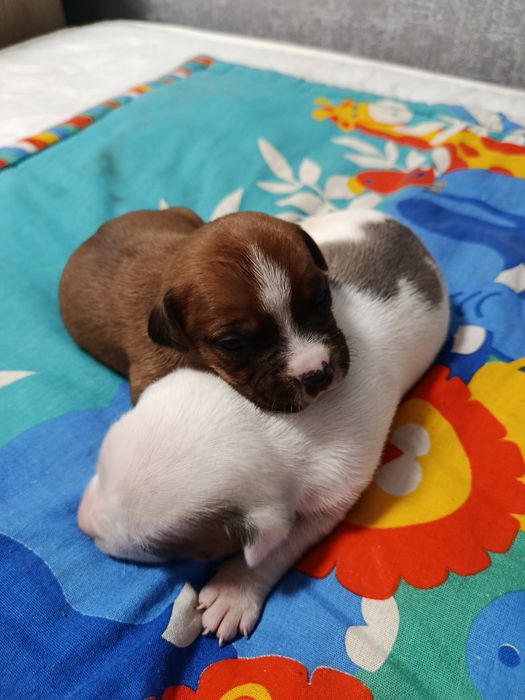 ЩЕНКИ Американского стаффа.