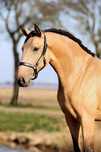 Cavalos Lusitanos