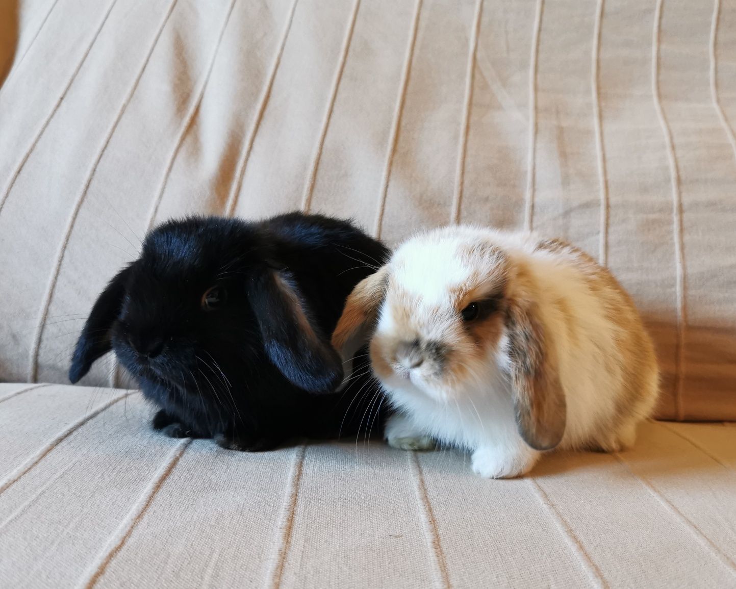 KIT Coelhos anões orelhudos, mini lop super inteligentes e dóceis