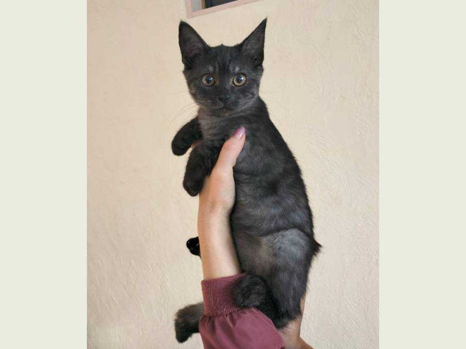 Кошеня у добрі руки