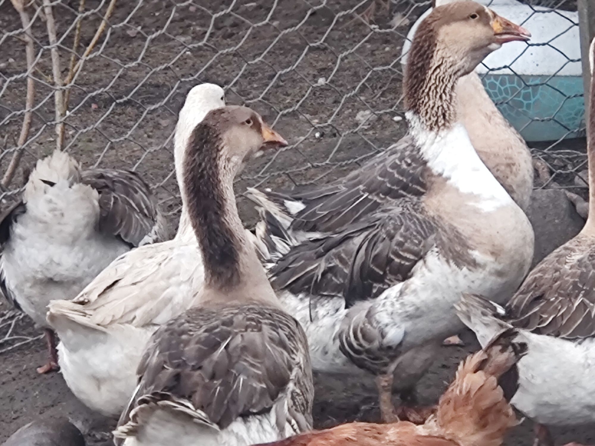 Jaja lęgowe gęsi mix  lokowane garbonos