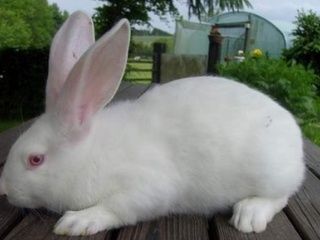 Кролики Термонцы (Термонская Белая )