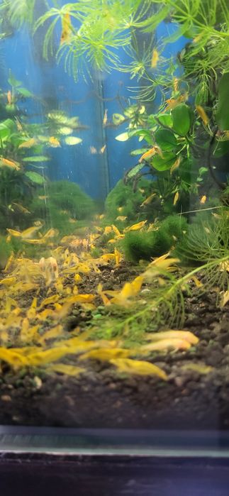 Krewetki yellow neocardina