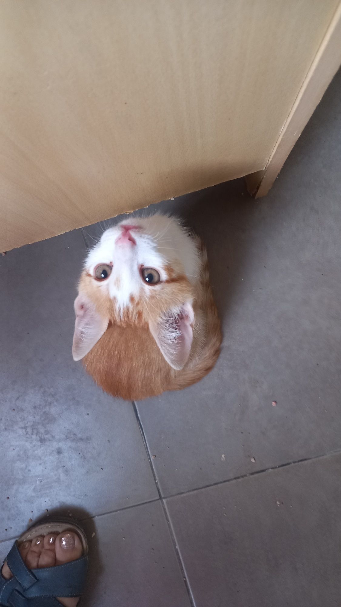 Gatinho para adopção  com dois meses.