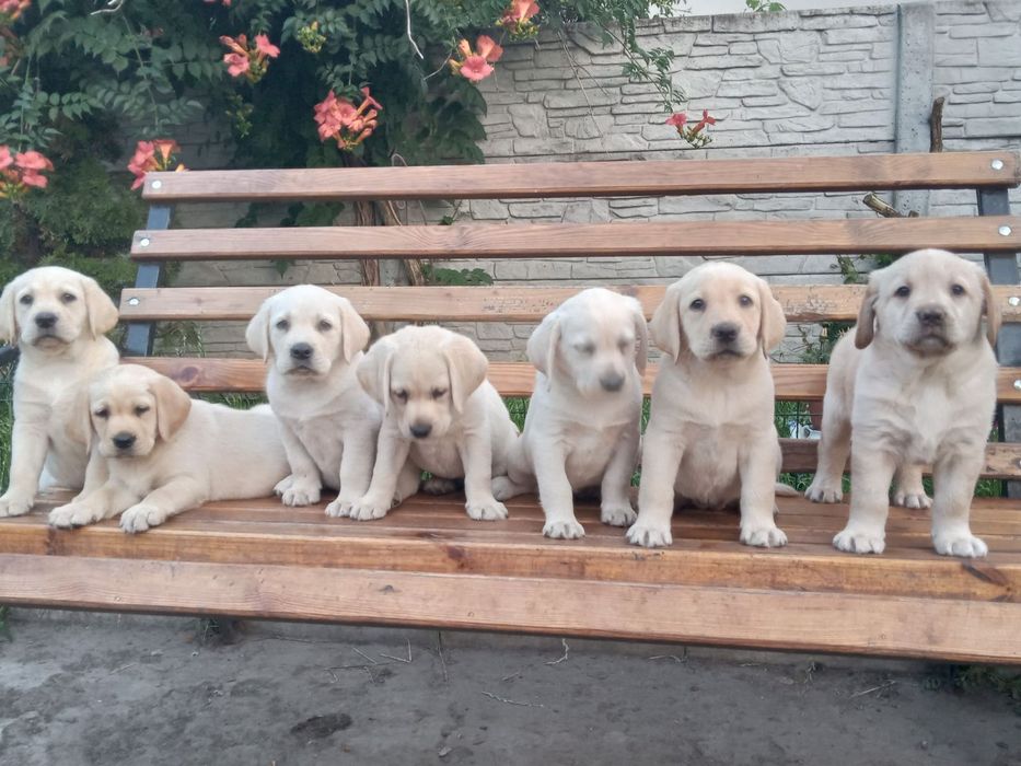 Шоколадный Лабрадор с Документами ЧИП Доставка в Германию